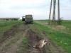 Középfeszültségű vezetéknek ütközött túzok - Motkó Béla (veszélyeztető tényező: légvezetéknek ütközés)
