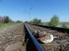 Vasúti felsővezetéknek ütközött túzokkakas - Lóránt Miklós (veszélyeztető tényező: légkábelnek ütközés)